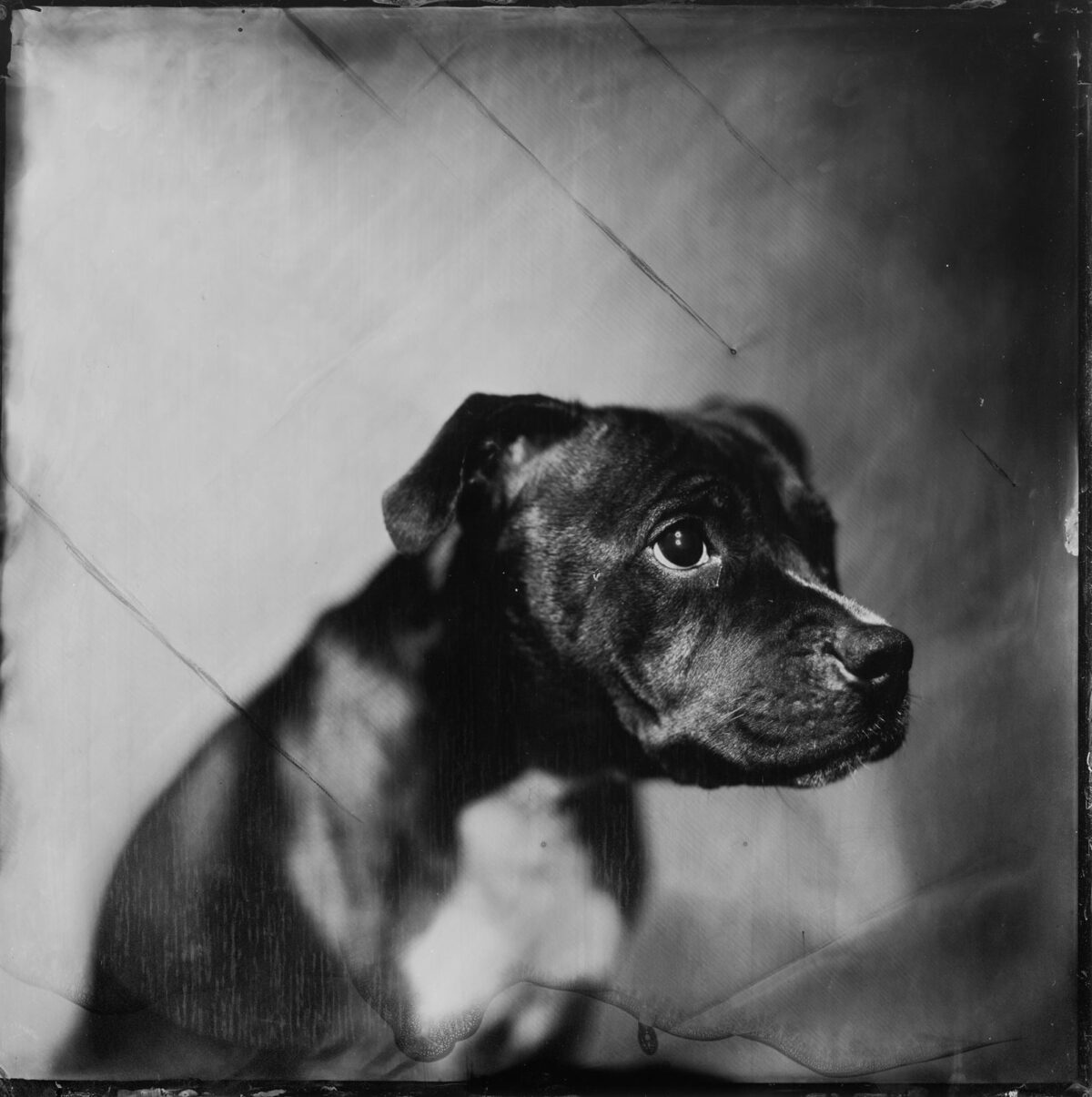 portrait photo d'un chien en noir et blanc au collodion