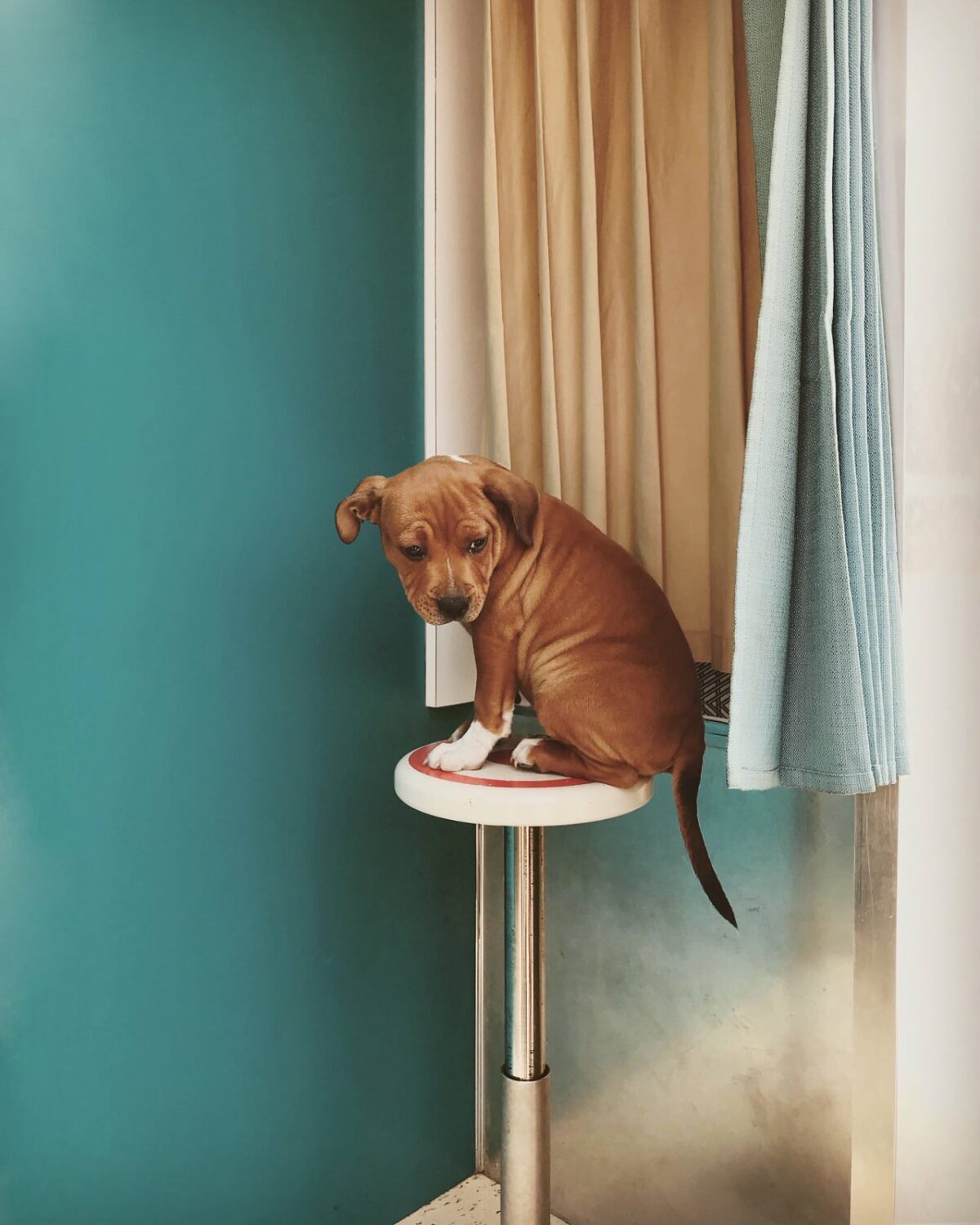 chien assis sur un tabouret de photomaton